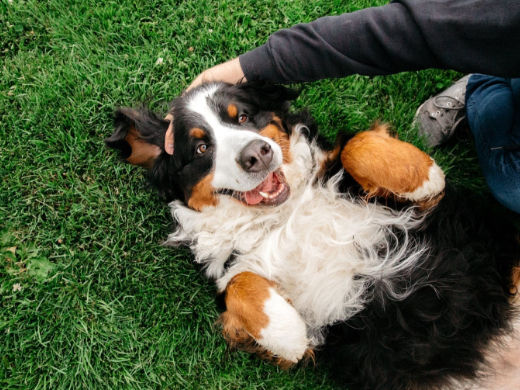 Bernese mountain dog smiling and rolling on its back in grass with person.